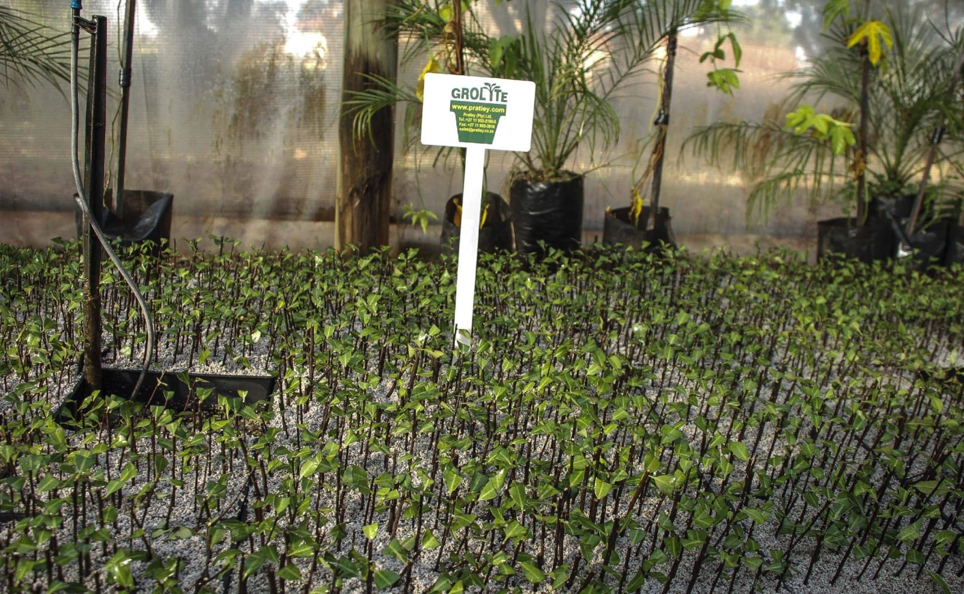 Tag_Post_Boosting fertiliser efficiency and plant growth using horticultural Perlite