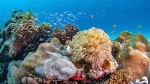 Thumbnails_Pratley Putty used to secure coral reefs off the coast of Zanzibar