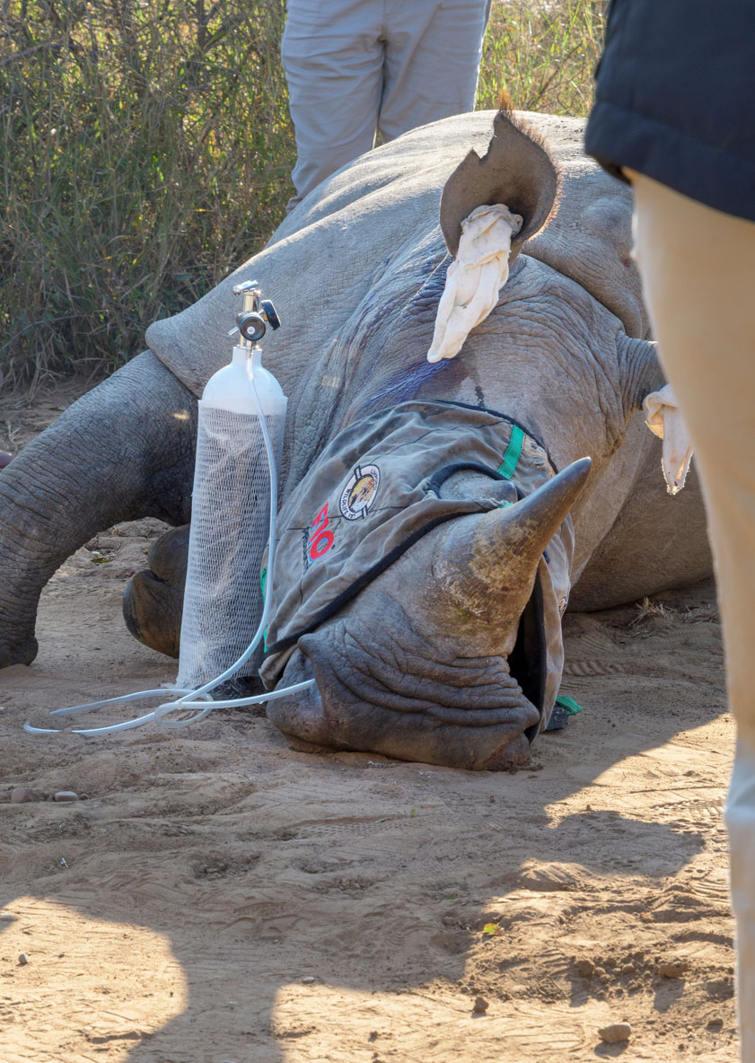 A sedated white rhino that had a UHF tracker inserted into the horn