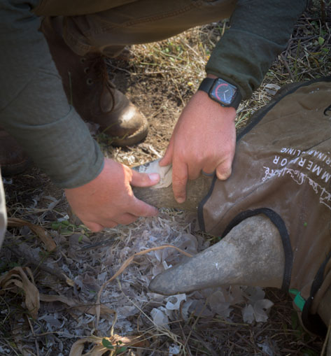 Pratley Quickset Putty being applied to the rhino horn