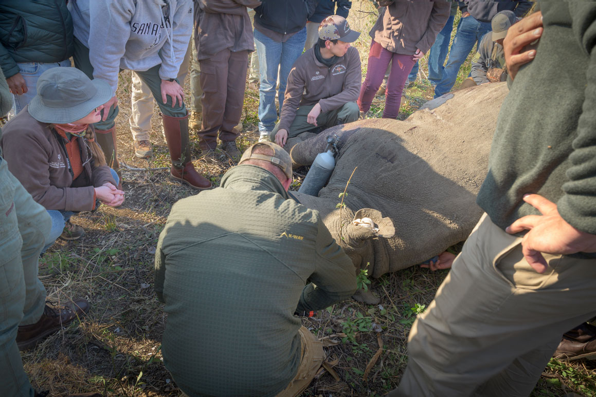 Rhino collaring events can be attended by members of the public