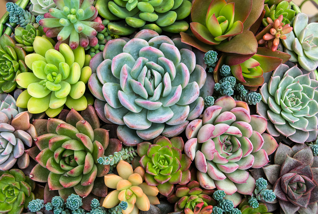 Type 1 Grolite® is finer and is ideal for succulents